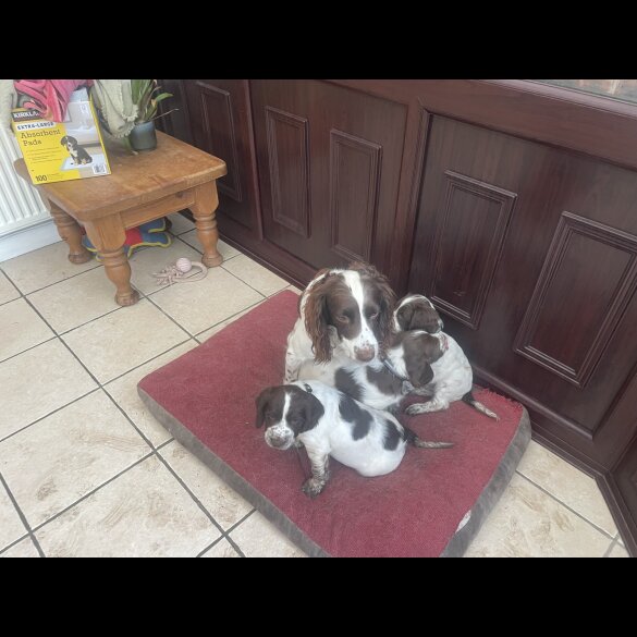 English Springer Spaniel