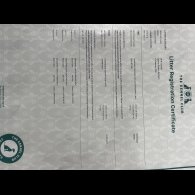 English Springer Spaniel