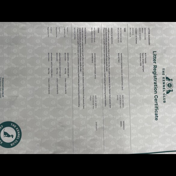 English Springer Spaniel