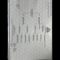 English Springer Spaniel