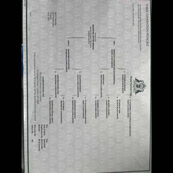 English Springer Spaniel