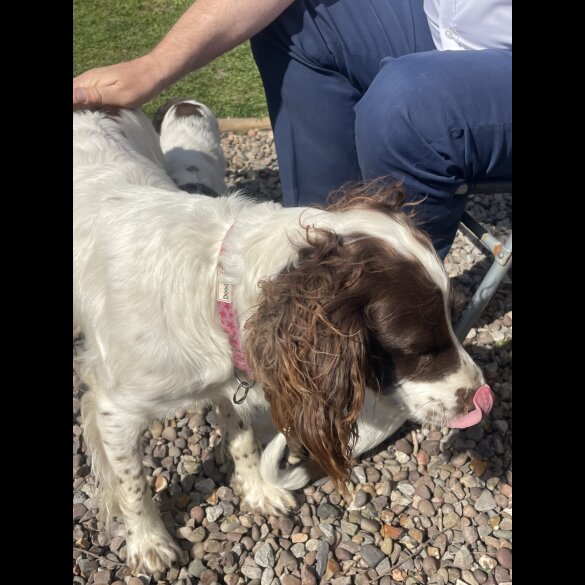 English Springer Spaniel