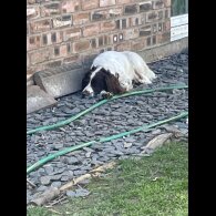 English Springer Spaniel