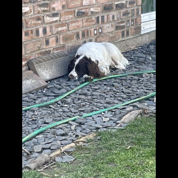 English Springer Spaniel