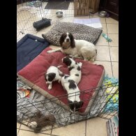 English Springer Spaniel