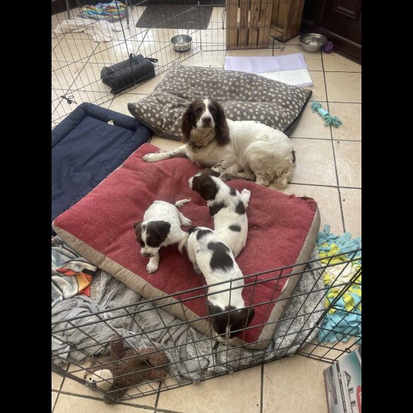 English Springer Spaniel