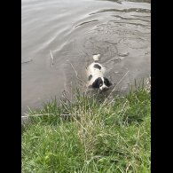 English Springer Spaniel