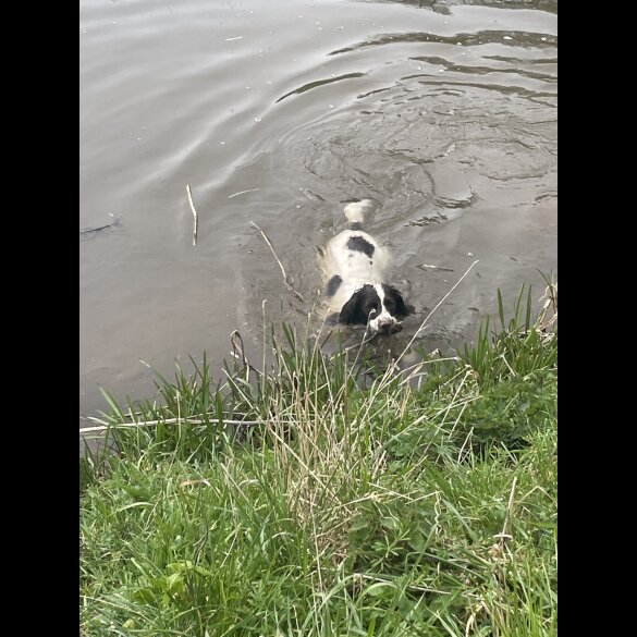 English Springer Spaniel