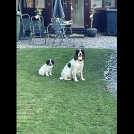 English Springer Spaniel