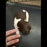 English Springer Spaniel