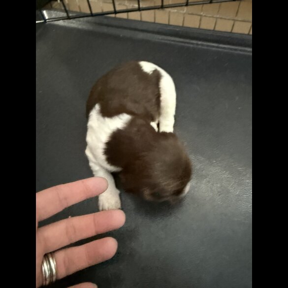 English Springer Spaniel