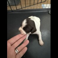 English Springer Spaniel