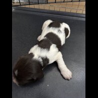 English Springer Spaniel