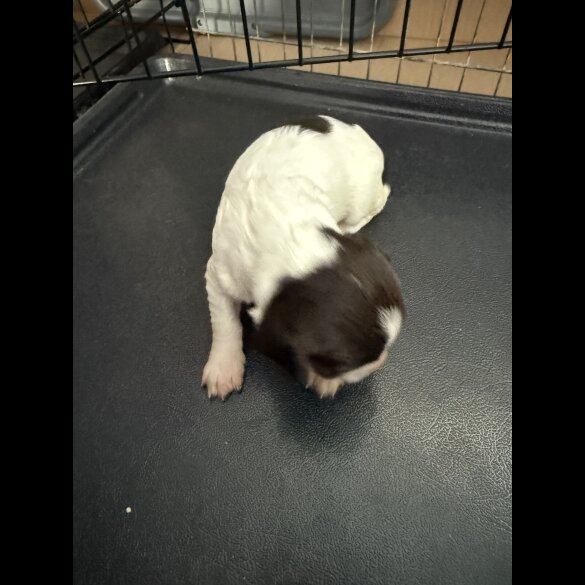 English Springer Spaniel