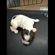 English Springer Spaniel