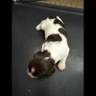 English Springer Spaniel