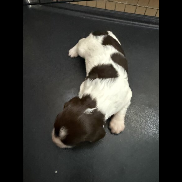 English Springer Spaniel