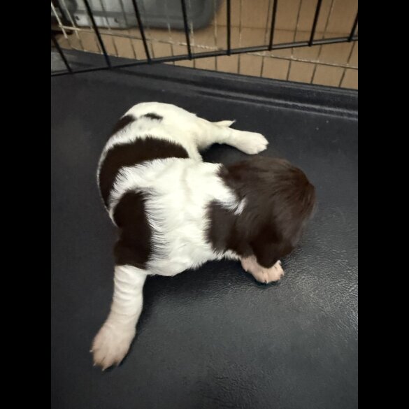English Springer Spaniel