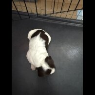 English Springer Spaniel