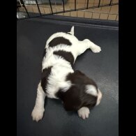 English Springer Spaniel