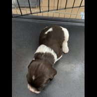 English Springer Spaniel