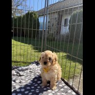 Cavapoo