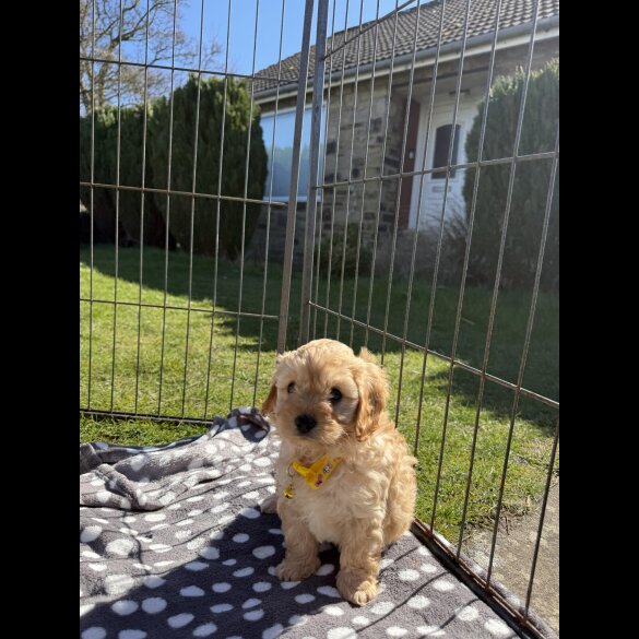 Cavapoo