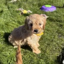 Cavapoo