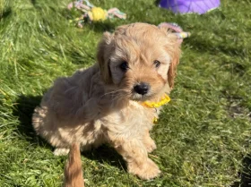 Cavapoo