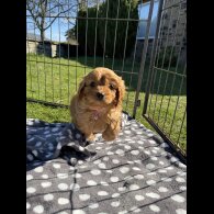 Cavapoo