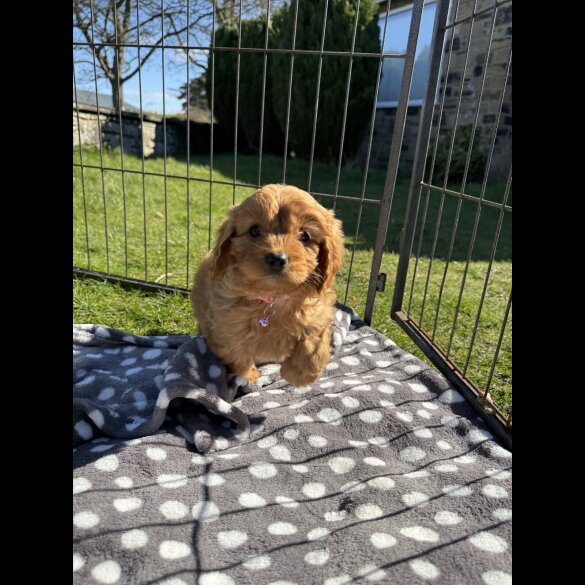 Cavapoo
