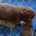 Cavapoo