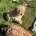 Cavapoo
