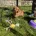 Cavapoo