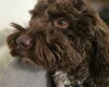 Cockapoo