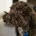 Cockapoo