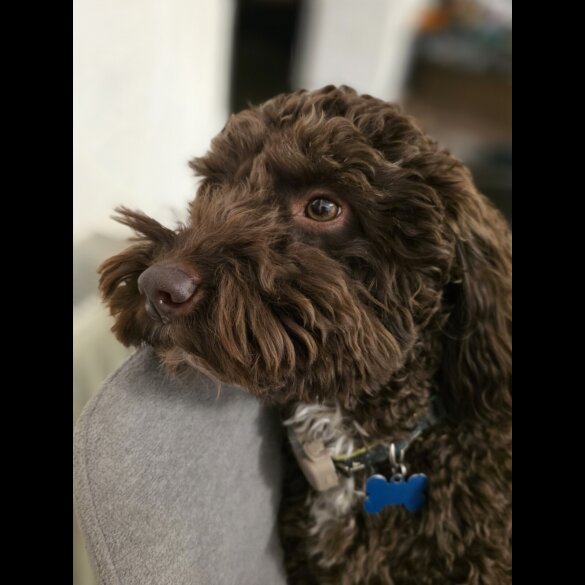 Cockapoo