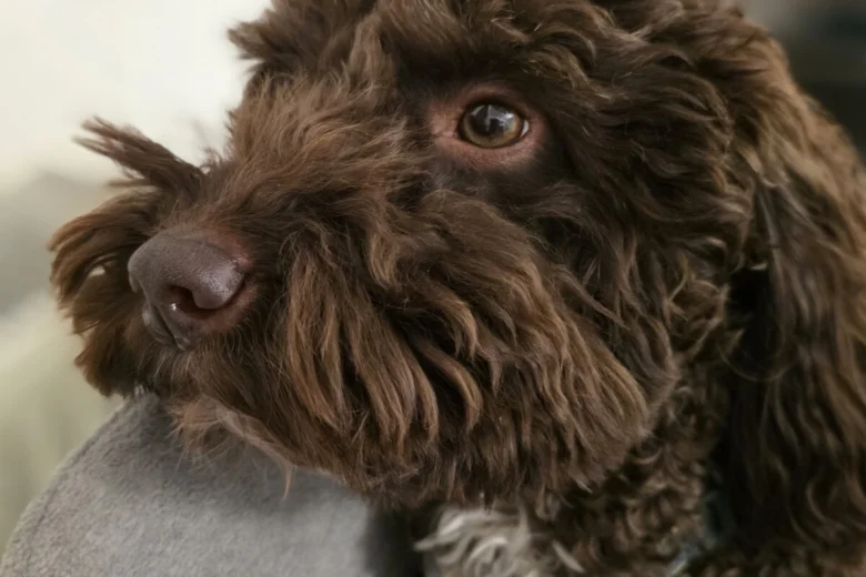 Cockapoo