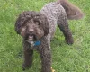 Cockapoo