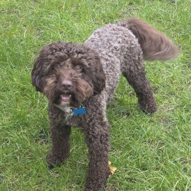 Cockapoo