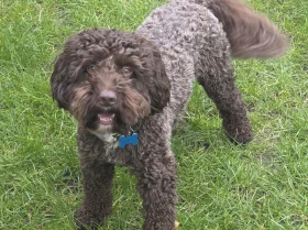 Cockapoo