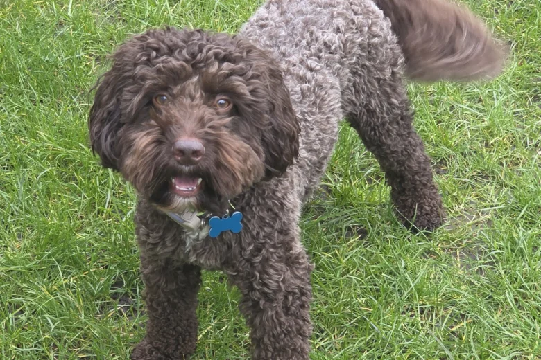 Cockapoo