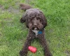 Cockapoo