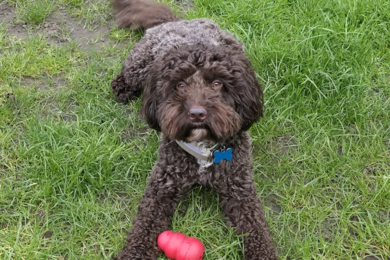 Cockapoo