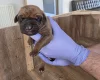 Rhodesian Ridgeback