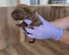 Rhodesian Ridgeback
