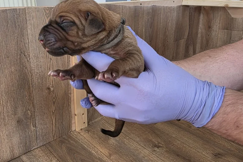 Rhodesian Ridgeback