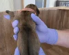 Rhodesian Ridgeback
