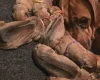 Rhodesian Ridgeback