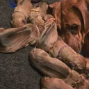 Rhodesian Ridgeback
